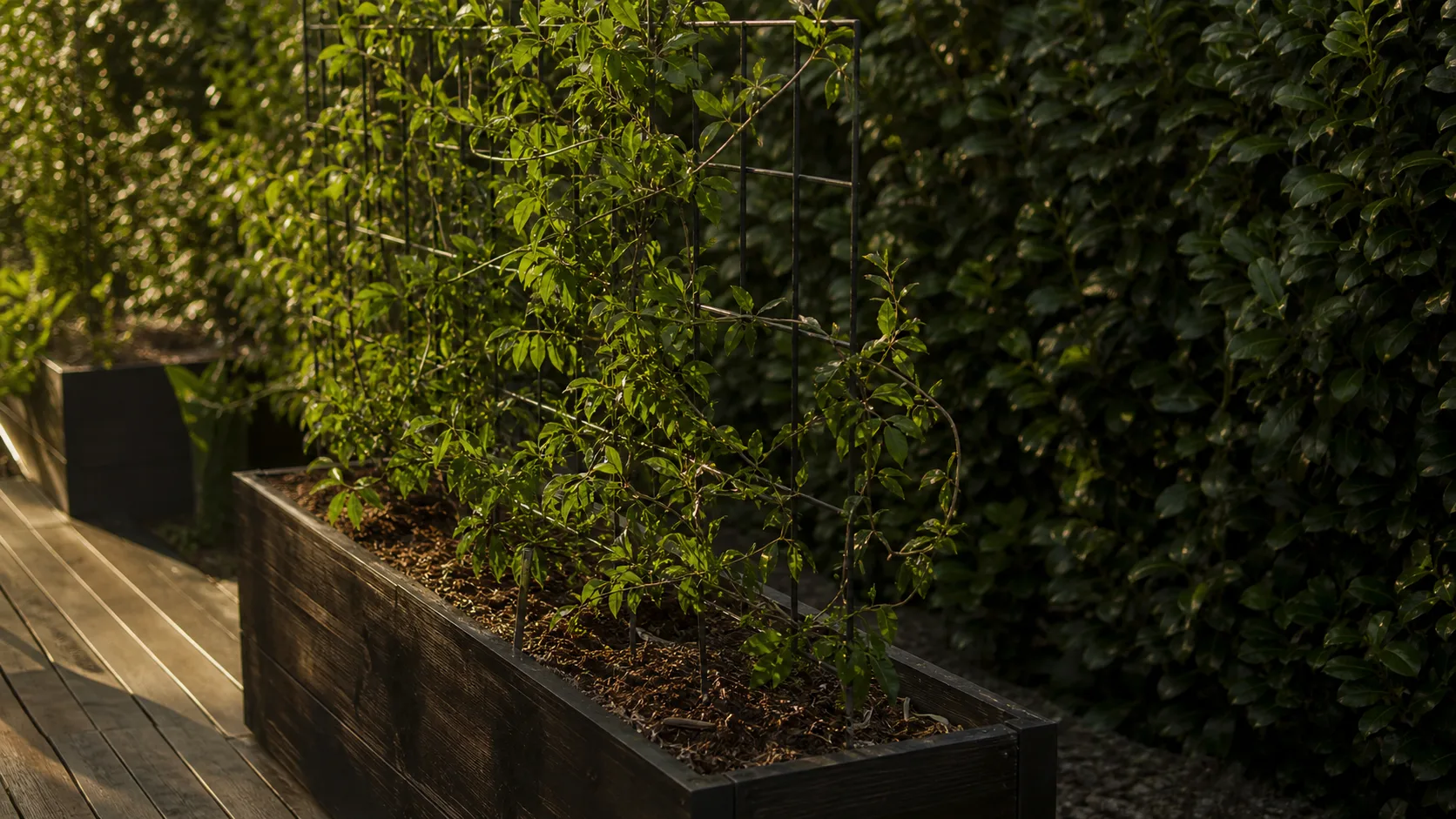 Brise vue plante persistante sur terrasse