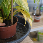 Feuille jaunissent : plante d’intérieur avec terre humide et eau stagnante